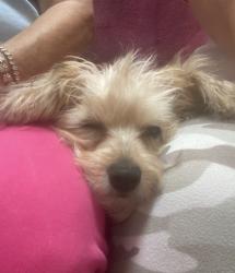 Lost Female Dog last seen Northwoods dr, Jacksonville, NC 28540