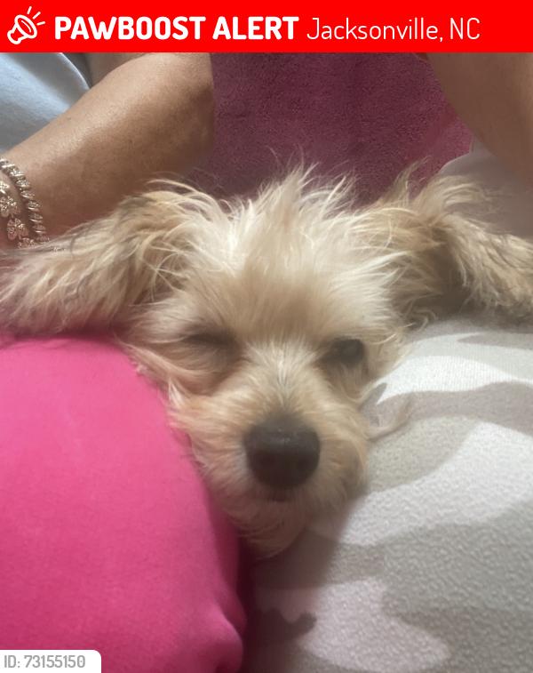 Lost Female Dog last seen Northwoods dr, Jacksonville, NC 28540