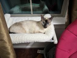 Lost Female Cat last seen Veterans Memorial Drive and Spears Rd, Houston, TX 77067