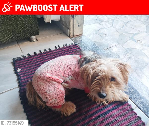 Lost Female Dog last seen Bairro Tony, Tony (Justinópolis), MG 