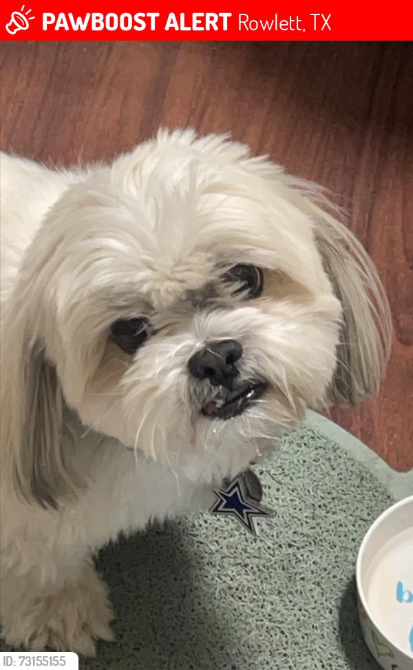 Lost Male Dog last seen Rowlett Rd, Rowlett, TX 75088