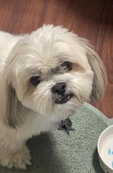 Lost Male Dog last seen Rowlett Rd, Rowlett, TX 75088