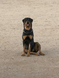 Reunited Male Dog last seen Near 16th St SW, Rio Rancho, NM 87124, USA, Rio Rancho, NM 87124