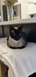 Lost Male Cat last seen Broadway, Minneapolis, MN 55405