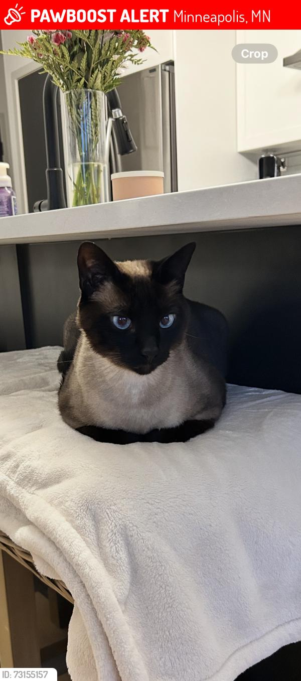 Lost Male Cat last seen Broadway, Minneapolis, MN 55405