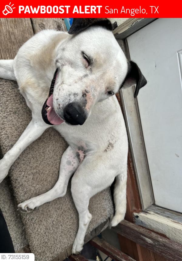 Lost Female Dog last seen ASU agriculture, San Angelo, TX 76901