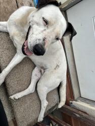 Lost Female Dog last seen ASU agriculture, San Angelo, TX 76901