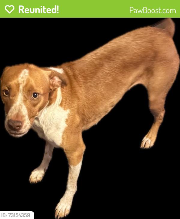 Reunited Female Dog last seen Garden Lane and E.29th St., Bryan, TX 77802