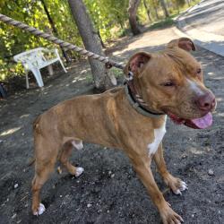 Found/Stray Male Dog last seen Near Cedar St, Bellflower, CA 90706, Bellflower, CA 90706