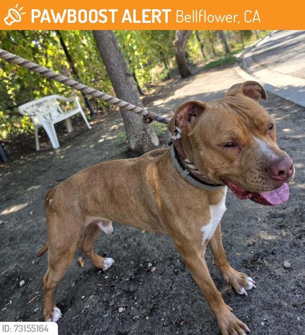 Found/Stray Male Dog last seen Near Cedar St, Bellflower, CA 90706, Bellflower, CA 90706