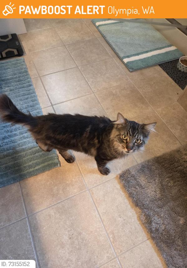 Found/Stray Male Cat last seen 13th Avenue behind Winco on Martin Way., Olympia, WA 98516
