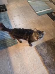Found/Stray Male Cat last seen 13th Avenue behind Winco on Martin Way., Olympia, WA 98516