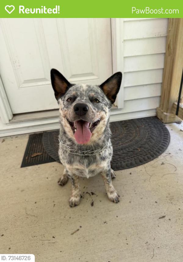 Reunited Female Dog last seen Fruitland Road, near Bible College, Hendersonville, NC 28792