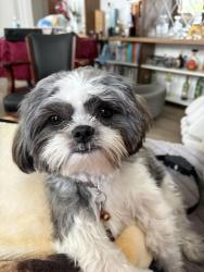 Lost Male Dog last seen oak run blvd and Mill run, Kissimmee, FL 34744