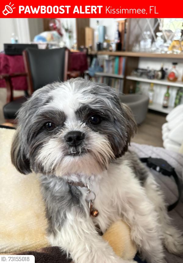 Lost Male Dog last seen oak run blvd and Mill run, Kissimmee, FL 34744