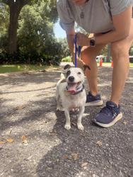 Found/Stray Male Dog last seen Girard Woods Dr, Lafayette, LA 70503
