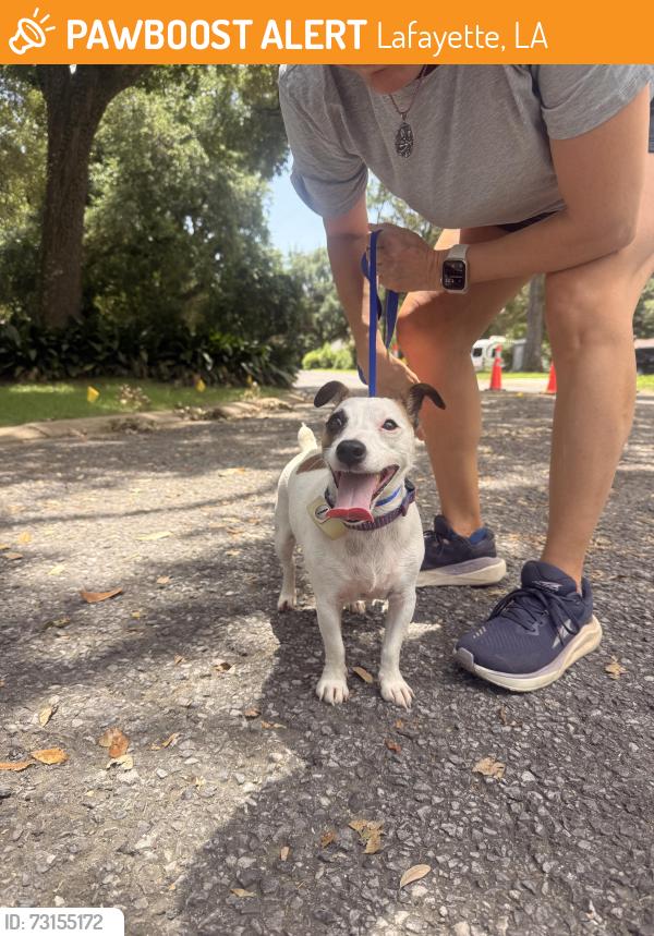 Found/Stray Male Dog last seen Girard Woods Dr, Lafayette, LA 70503