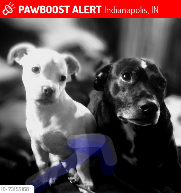 Lost Male Dog last seen West 10th street, Indianapolis, IN 46224
