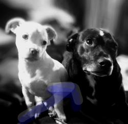 Lost Male Dog last seen West 10th street, Indianapolis, IN 46224