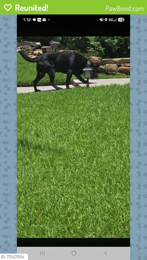 Reunited Male Dog last seen Brookshadow park, Houston, TX 77345