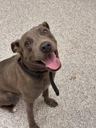 Shelter Stray Female Dog last seen Near Chickamauga Ave, Knox County GP, TN, 3201 Division St, Knoxville, TN 37919, USA