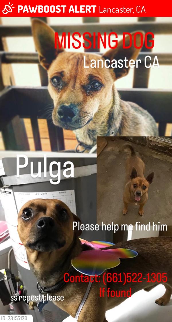 Lost Male Dog last seen East Lancaster, Lancaster, CA 93536