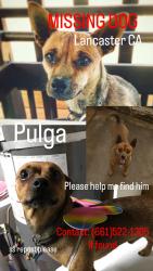 Lost Male Dog last seen East Lancaster, Lancaster, CA 93536