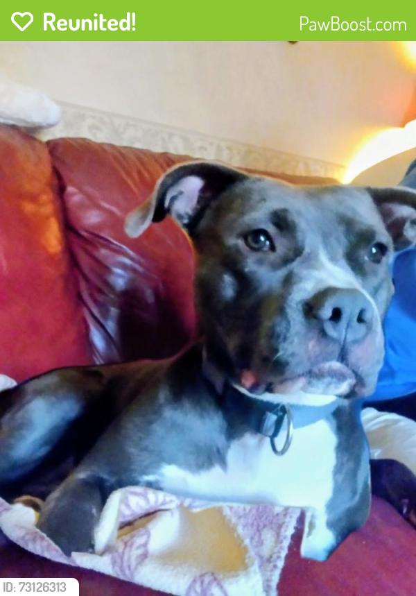 Reunited Female Dog last seen Holmestown road the gates, Myrtle Beach, SC 29588