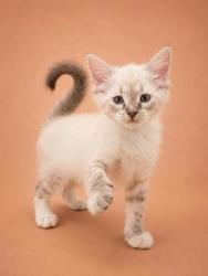 Shelter Stray Male Cat last seen Near main st, New Bern City Limits, NC, 1639 Old Airport Rd, New Bern, NC 28562, USA