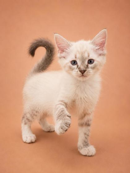 Shelter Stray Male Cat last seen Near main st, New Bern City Limits, NC, 1639 Old Airport Rd, New Bern, NC 28562, USA