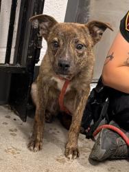 Shelter Stray Male Dog last seen Near St Clair, 5th District, OH, 9203 Detroit Ave, Cleveland, OH 44102, USA