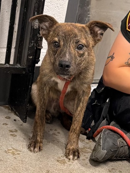 Shelter Stray Male Dog last seen Near St Clair, 5th District, OH, 9203 Detroit Ave, Cleveland, OH 44102, USA