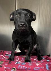 Shelter Stray Female Dog last seen , , TX, 355 Hillshire Dr, Haslet, TX 76052, USA