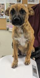 Shelter Stray Female Dog last seen , , NM, 1209 NM-314, Los Lunas, NM 87031, USA