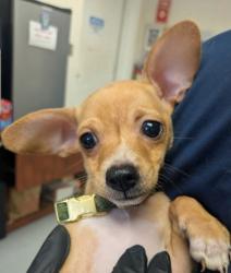 Shelter Stray Male Dog last seen Near Main St./ Walgreens-ABANDONED (LLAC), Los Lunas,, 1209 NM-314, Los Lunas, NM 87031, USA