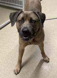 Shelter Stray Male Dog last seen Near South Creek Drive, South District, TX, 355 Hillshire Dr, Haslet, TX 76052, USA