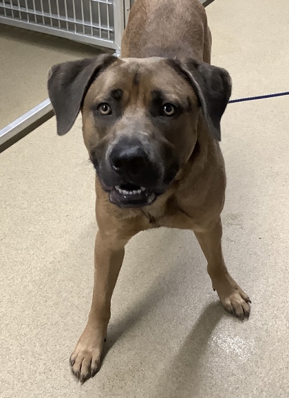 Shelter Stray Male Dog last seen Near South Creek Drive, South District, TX, 355 Hillshire Dr, Haslet, TX 76052, USA