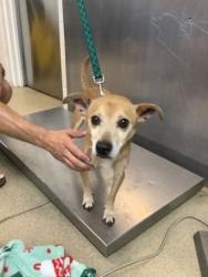 Shelter Stray Male Dog last seen Near RENZEL BLVD, West District, TX, 355 Hillshire Dr, Haslet, TX 76052, USA