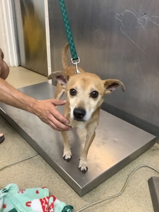 Shelter Stray Male Dog last seen Near RENZEL BLVD, West District, TX, 355 Hillshire Dr, Haslet, TX 76052, USA