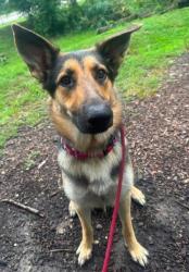 Shelter Stray Female Dog last seen Near William St., 21230, MD, 301 Stockholm St, Baltimore, MD 21230, USA