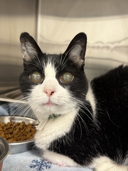 Shelter Stray Female Cat last seen Near RIDGECREST WAY, West District, TX, 355 Hillshire Dr, Haslet, TX 76052, USA