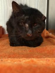 Shelter Stray Male Cat last seen Near N HAMPTON ST, North District, TX, 355 Hillshire Dr, Haslet, TX 76052, USA