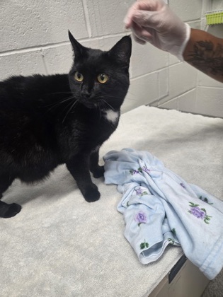Shelter Stray Female Cat last seen Near Block E. Jeffrey St, 21225, MD, 301 Stockholm St, Baltimore, MD 21230, USA