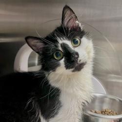 Shelter Stray Male Cat last seen Tennyson Lane, Madison 12, City of, WI, 5132 Voges Rd, Madison, WI 53718, USA