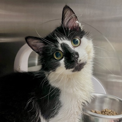 Shelter Stray Male Cat last seen Tennyson Lane, Madison 12, City of, WI, 5132 Voges Rd, Madison, WI 53718, USA