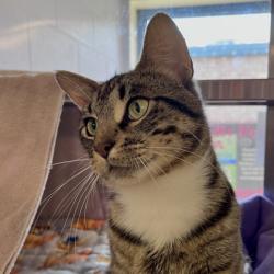 Shelter Stray Male Cat last seen Near Gotzion Rd, Deerfield, Village of, WI, 5132 Voges Rd, Madison, WI 53718, USA