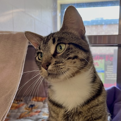 Shelter Stray Male Cat last seen Near Gotzion Rd, Deerfield, Village of, WI, 5132 Voges Rd, Madison, WI 53718, USA