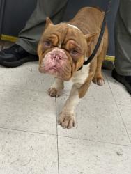 Shelter Stray Male Dog last seen , Gulfport, MS, 2615 25th Ave, Gulfport, MS 39501, USA