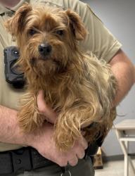Shelter Stray Male Dog last seen , Gulfport, MS, 2615 25th Ave, Gulfport, MS 39501, USA