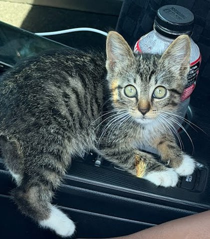 Shelter Stray Female Cat last seen Near Milscott Dr, Decatur, GA 30033, 30033, GA, 3280 Chamblee Dunwoody Rd, Chamblee, GA 30341, USA
